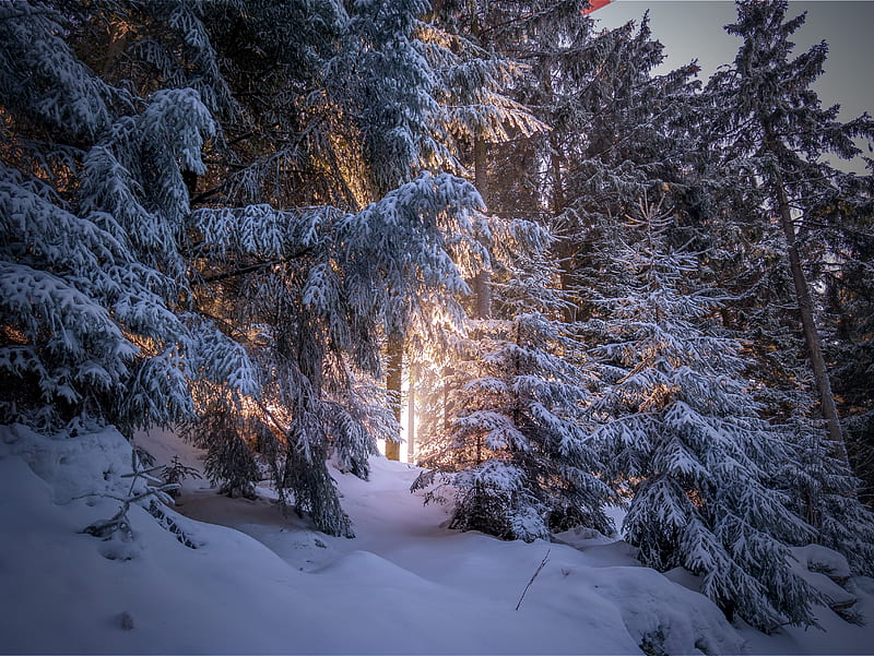 forest, snow, winter, sunlight, trees, Nature, HD wallpaper