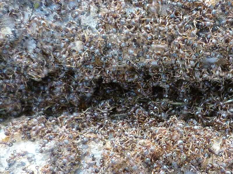 Ants Hard At Work, bonito, colony, nature, spring, HD wallpaper