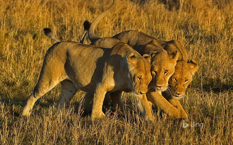African lionesses in Masai Mara National Reserve Kenya, Reserve, Masai, Lionesses, African, Nation, Kenya, Mara, Park, In, HD wallpaper