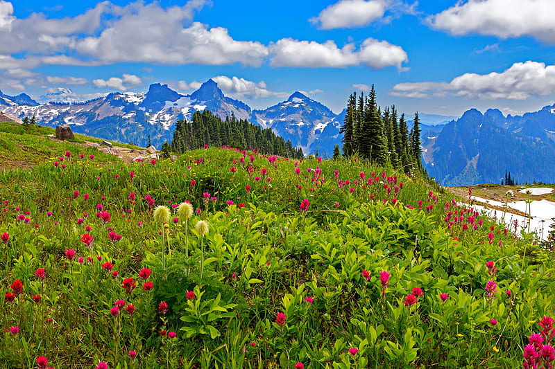 Mount Rainier NP, pretty, mount rainier, bonito, spring, sky, mountain, national park, wildflowers, landscape, meadow, HD wallpaper