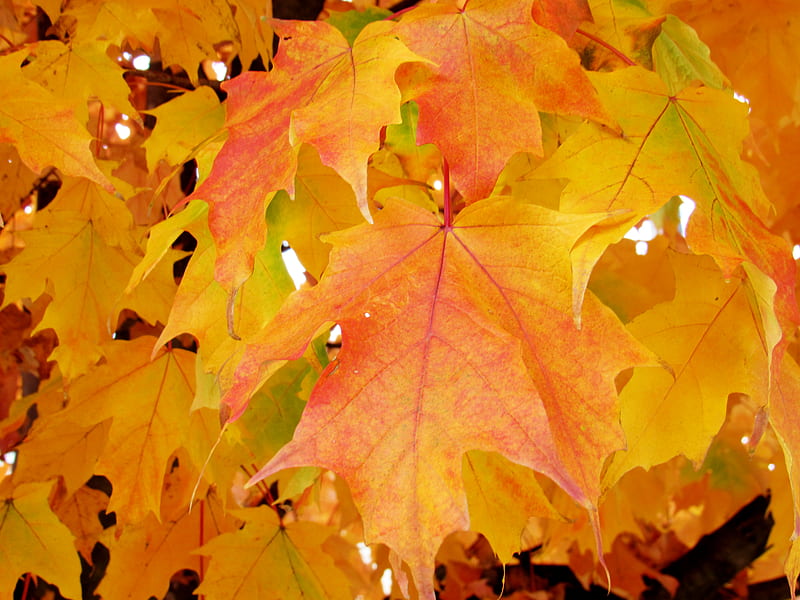 brown and yellow maple leaves, HD wallpaper
