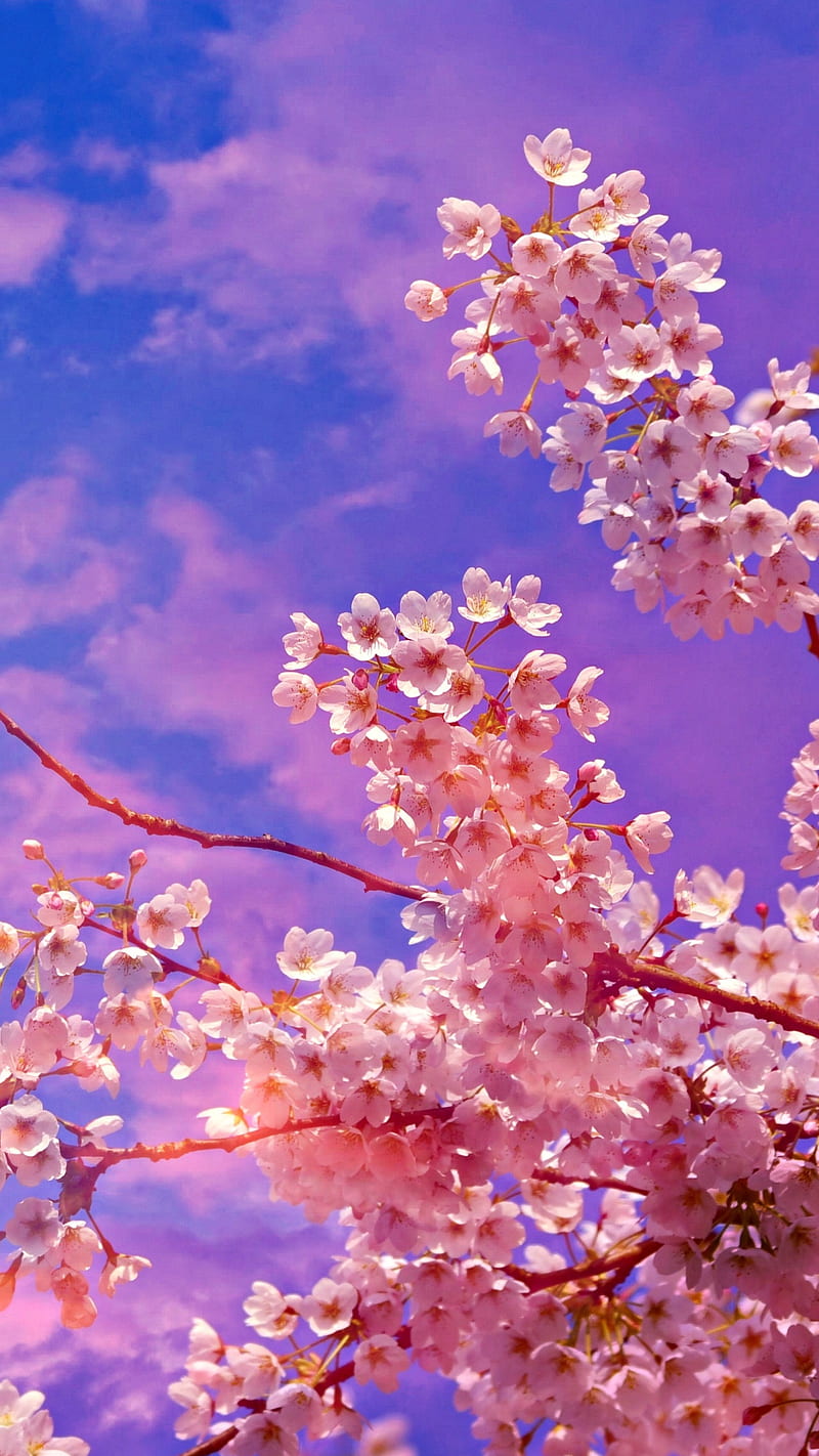Cherry blossom , flower, cherry blossom, white flowers, sky, colorful, tree branch, background, HD phone wallpaper