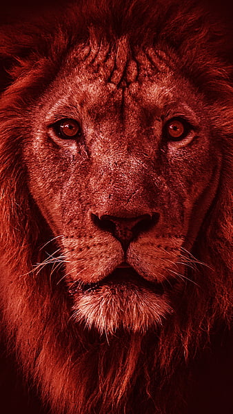 1700+ Lion HD Wallpapers and Backgrounds