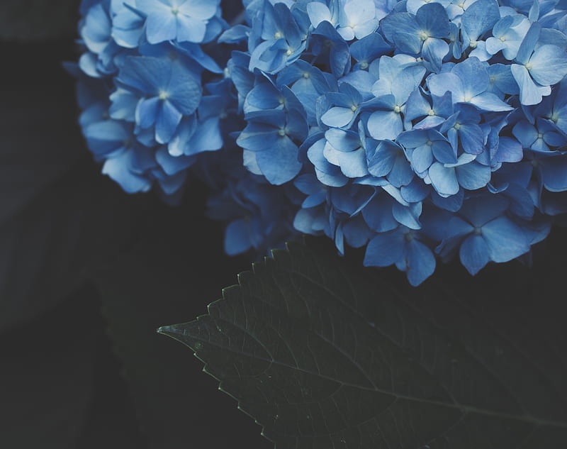 blue hydrangea, inflorescence, close-up, Flowers, HD wallpaper