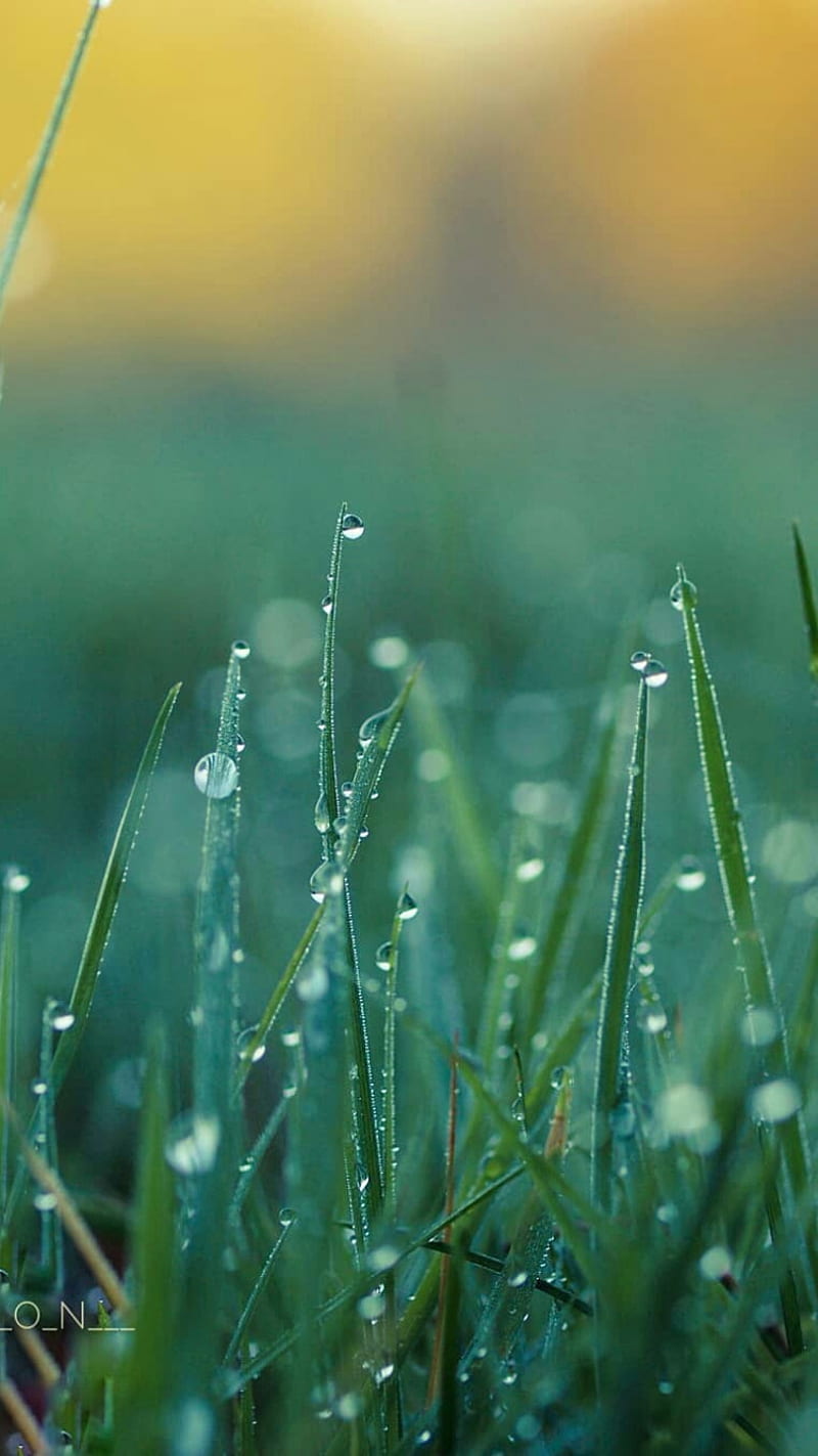 Grass, close-up, dew, macro, morning, nature, wet, HD phone wallpaper