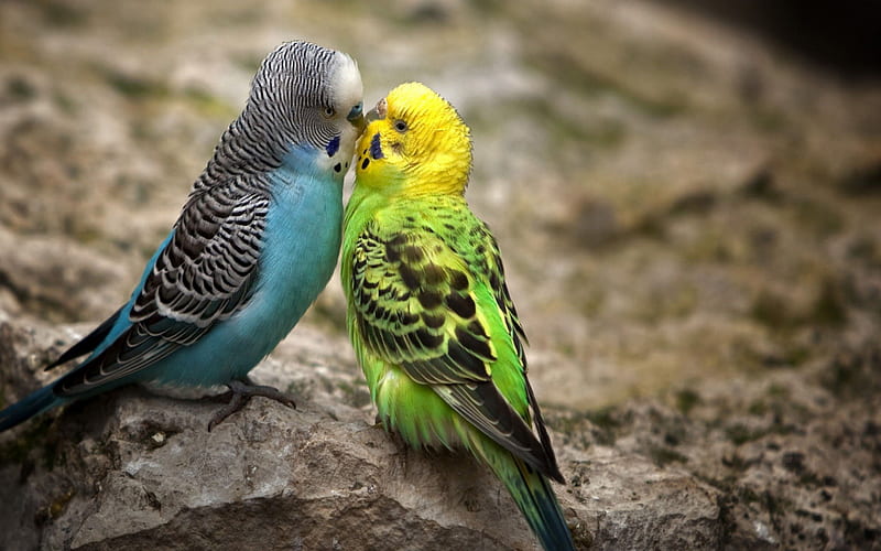 The kiss, black, yellow, parrot, parokeet, kiss, animal, cute, green, bird,  love, HD wallpaper | Peakpx