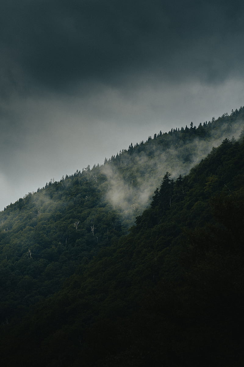mountain, slope, forest, clouds, fog, mist, HD phone wallpaper