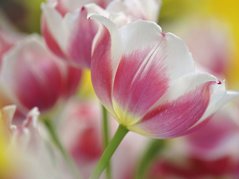 Misty Pink Tulips, flowers, white, pink, 2 toned tulips, HD wallpaper