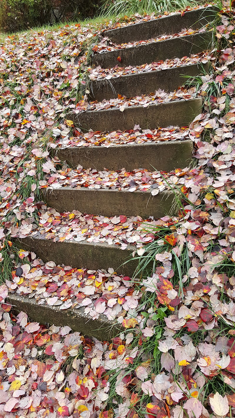 Royal Staircase , abstract, fall, fallcolors, fallleaves, leaves, magical, nature, stairs, steps, HD phone wallpaper
