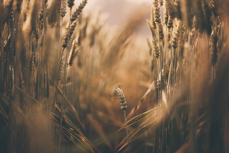 Wheat, wheat, nature, HD wallpaper