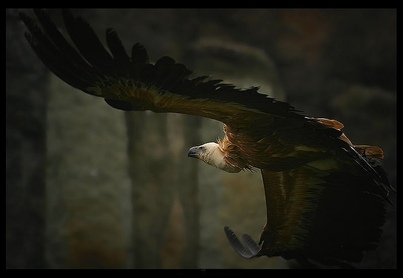 GRIFFON VULTURE, vulture, large, wing span, flight, HD wallpaper