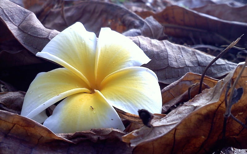 Plumeria, flower, petals, white, HD wallpaper | Peakpx