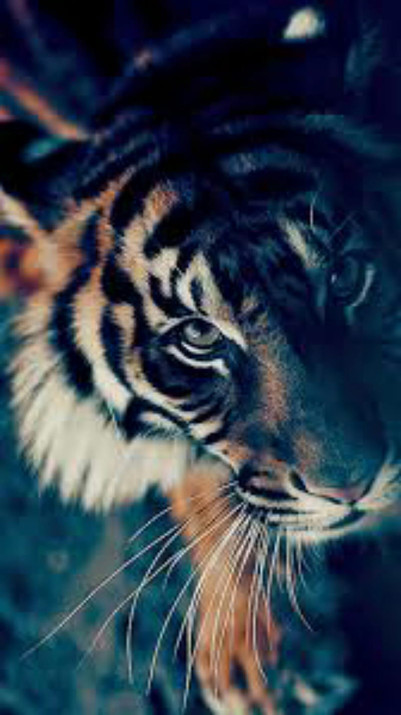 Tiger, animal, HD phone wallpaper | Peakpx