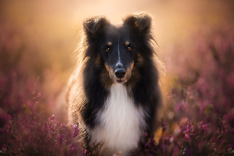 Dogs, Shetland Sheepdog, Dog, Flower, Pet, Stare, HD wallpaper