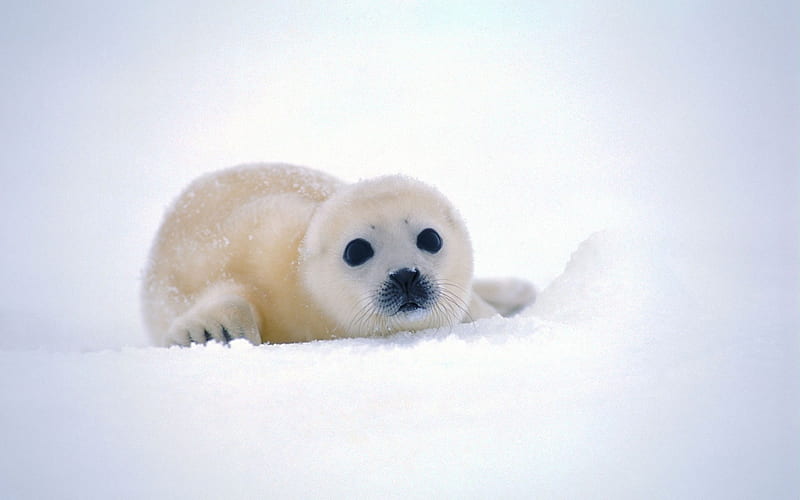 Snow Seals, cute, snow, adorable, white, animal, HD wallpaper