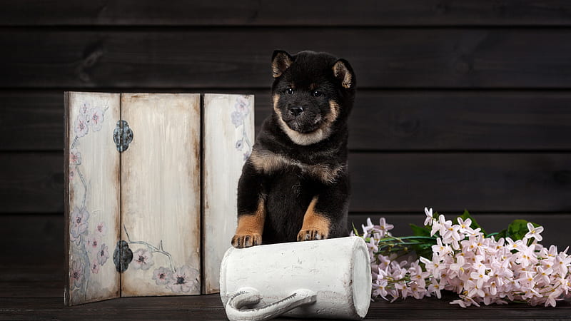 Brown Black Shiba Inu Dog Puppy Dog, HD wallpaper