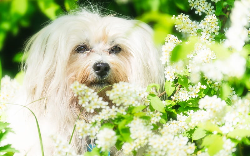 Havanese dog, Bichon Havanese, white fluffy dog, spring white flowers, pets, cute animals, HD wallpaper