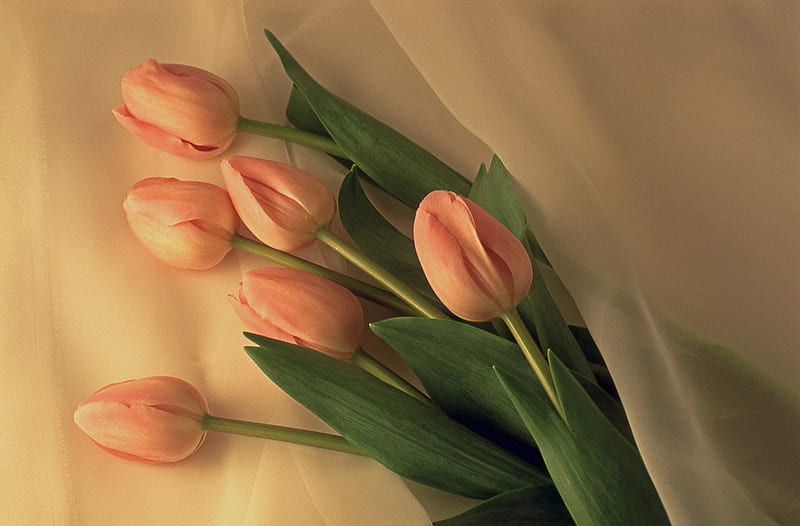 Birtay Tulips for JACQELINEla , still life, tulips, bouquet, birtay, HD wallpaper