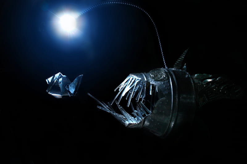 anglerfish deep sea creature fish full (), Deep Sea Monster, HD wallpaper
