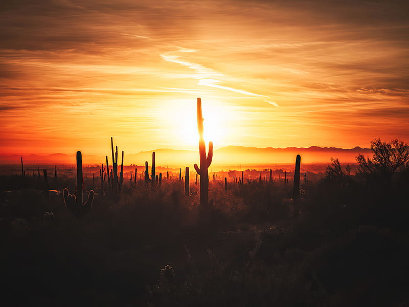 Cactus Field Sunset , cactus, field, sunset, sunrise, nature, HD wallpaper