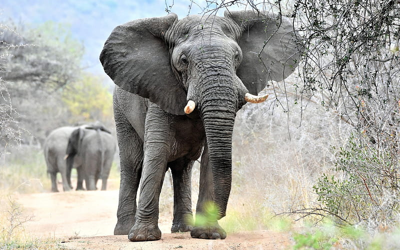 big elephant, wildlife, Africa, nature reserve, gray elephant, HD wallpaper