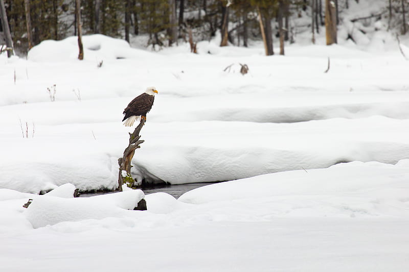eagle, bird, branch, snow, HD wallpaper