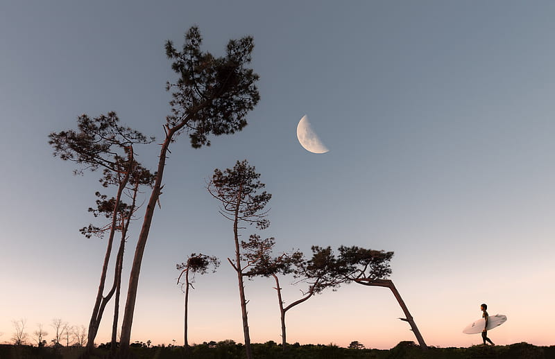 Half Moon and Silhouette of Trees, HD wallpaper