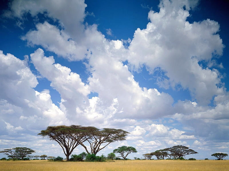 masai mara game reserve, kenya, tree, fields, clouds, HD wallpaper