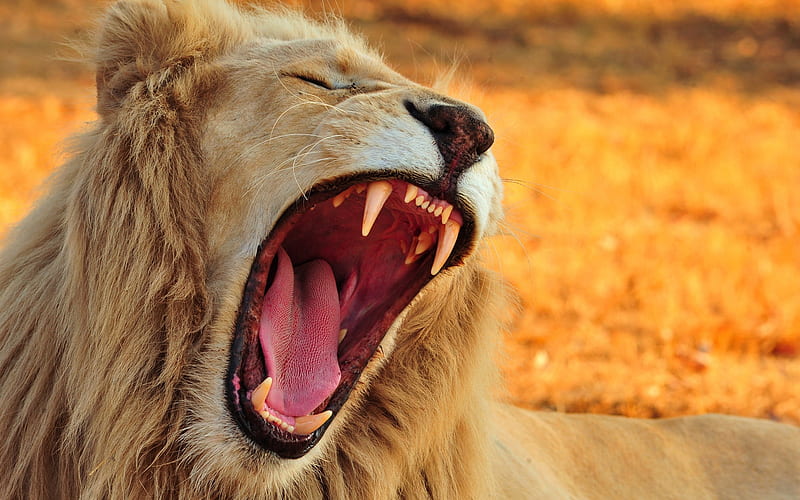 Yawning Lion, yawning, yawn, cats, lions, nature, HD wallpaper