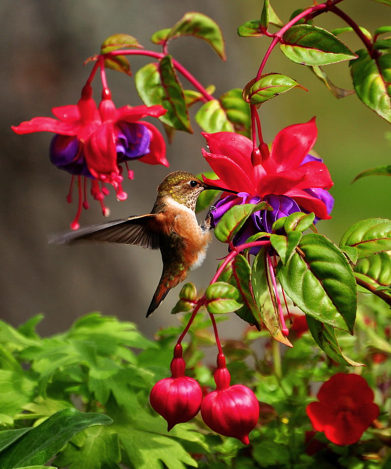 wildlife graphy of brown hummingbird near red petaled flower, HD phone wallpaper