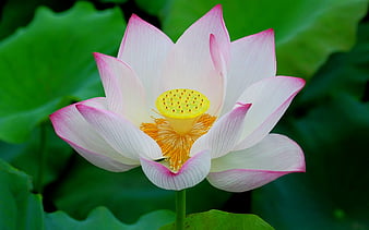 Summer Lotus Graphy 11, Hd Wallpaper 