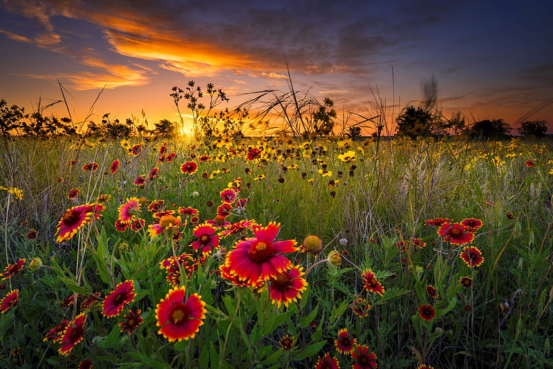 Texas wildflowers at sunset, Texas, pretty, colorful, lovely, bonito, sunset, sky, wildflowers, summer, field, landscape, meadow, HD wallpaper