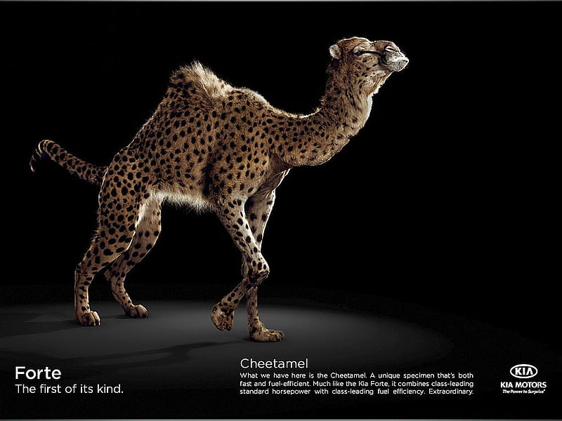 Kia Funny Advertisement, kia, bonito, funny, advertisement, HD wallpaper | Peakpx Kia Funny Advertisement, kia, bonito, funny, advertisement, HD wallpaper | Peakpx