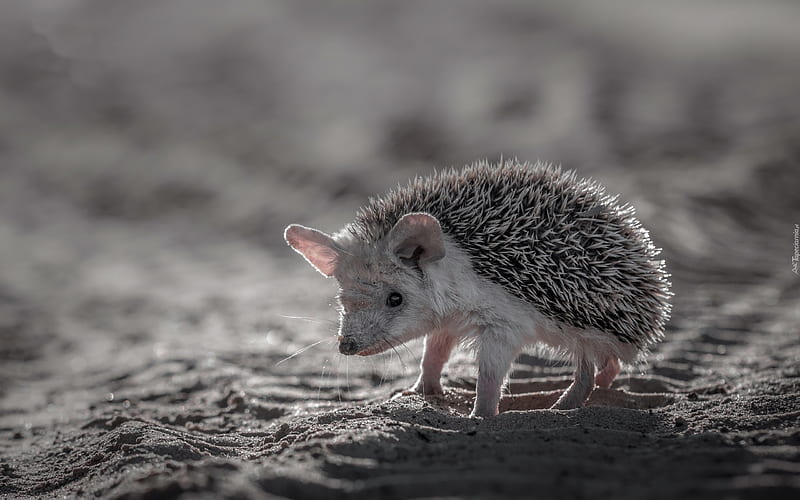Little Hedgehog, small, baby, hedgehog, animal, HD wallpaper