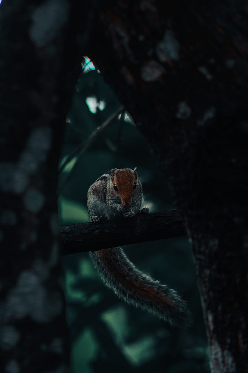 squirrel, rodent, tail, tree, HD phone wallpaper
