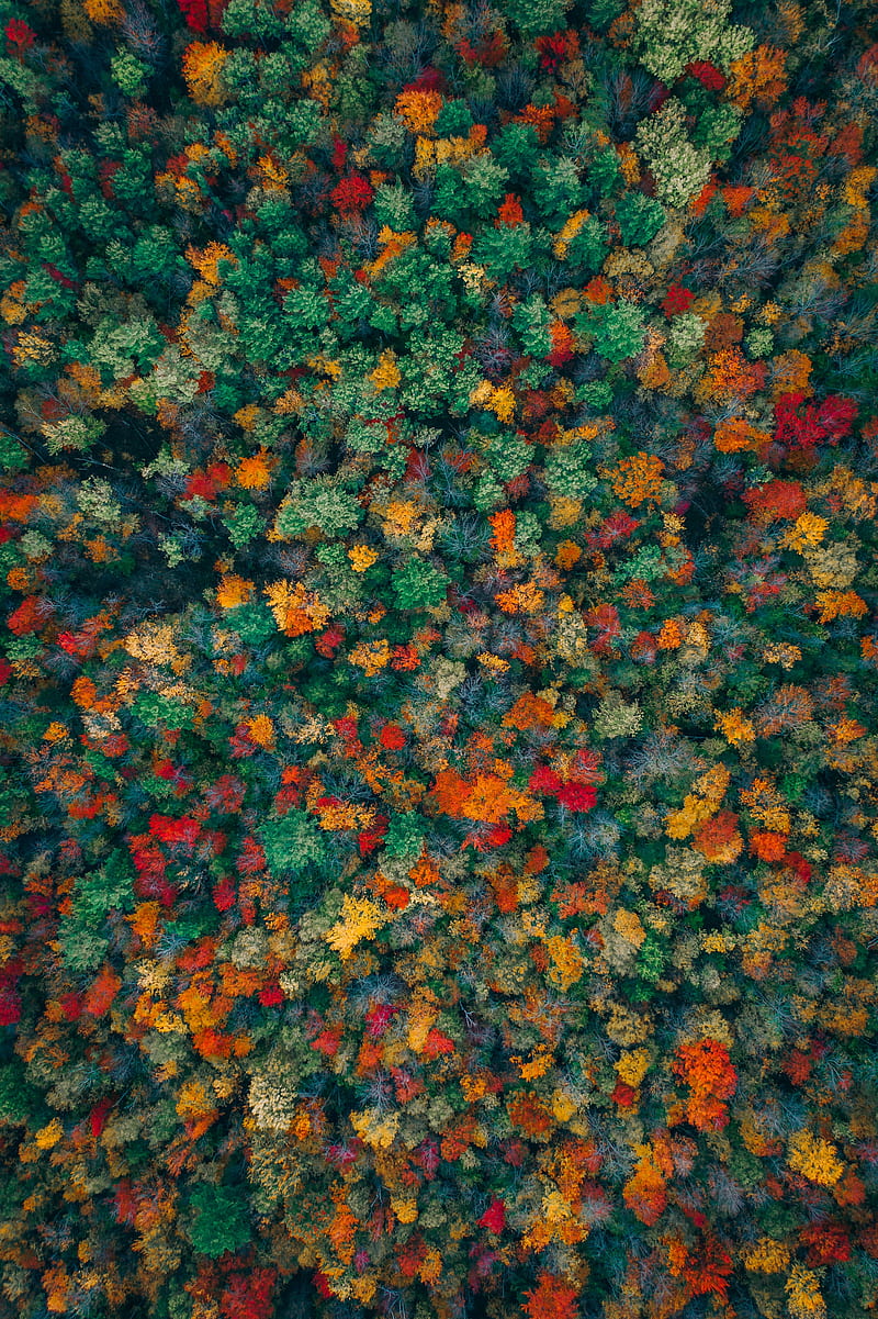 forest, trees, aerial view, autumn, colorful, HD phone wallpaper