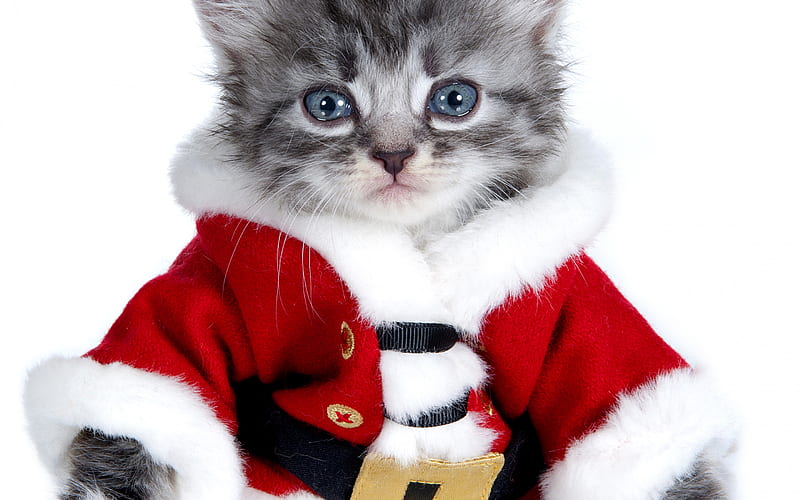 little gray kitten, cute animals, Santa costume for cat, pets, cats, HD wallpaper
