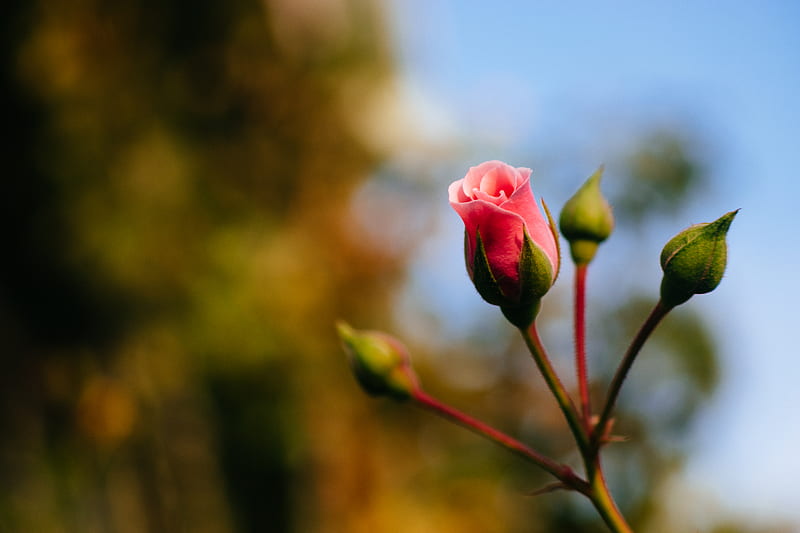 rose, flower, bud, pink, macro, HD wallpaper