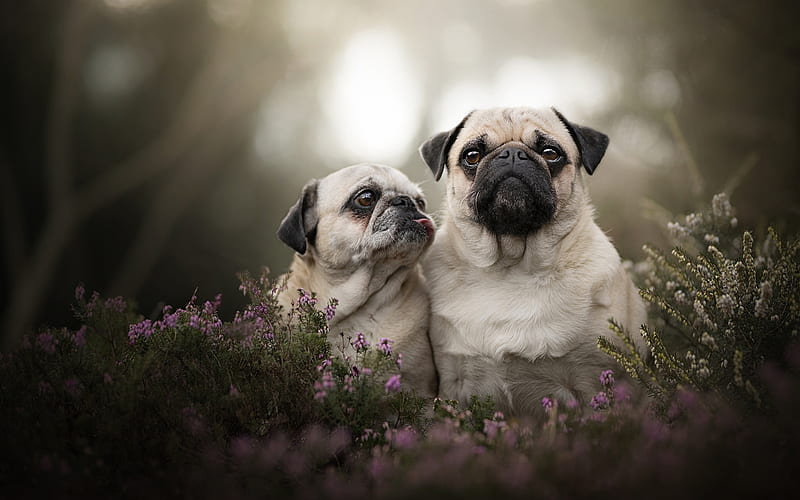 Pug Dog, family, close-up, bokeh, mother and cub, dogs, cute animals, pets, Pug, HD wallpaper