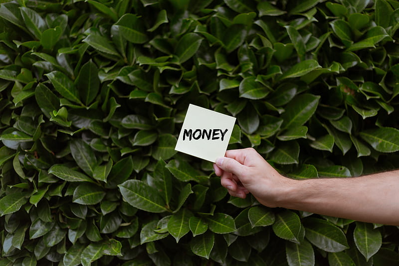 Close-Up of Person Holding Paper Near Leaves, HD wallpaper