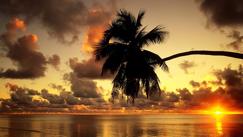 Beautiful tropical sunset, sunset, palm, clouds, sea, HD wallpaper | Peakpx