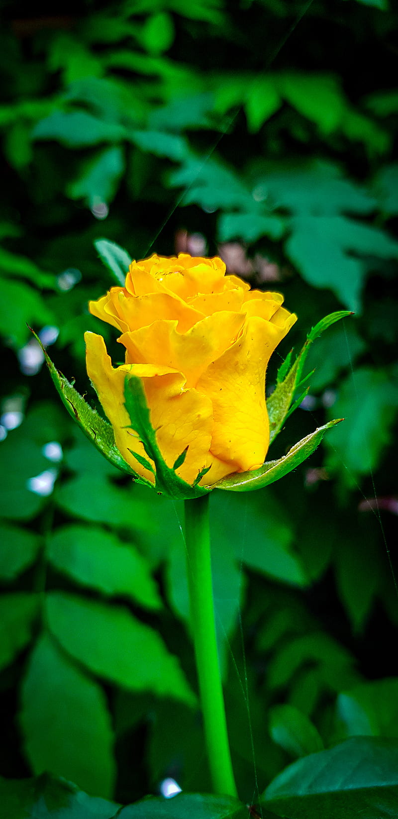 Rose, bonito, flower, nature, yellow, yellowflower, yellowrose, HD phone  wallpaper | Peakpx