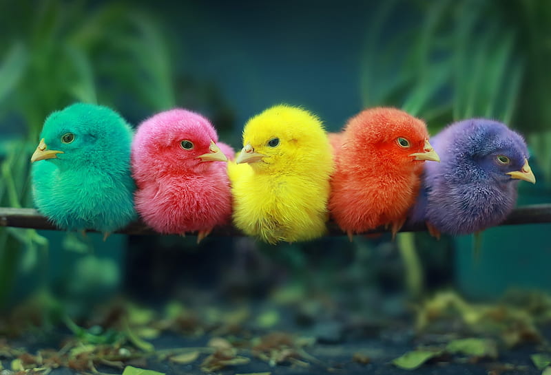 Colorful chicks, cute, pasari, pui de gaine, chicks, colorful, HD wallpaper