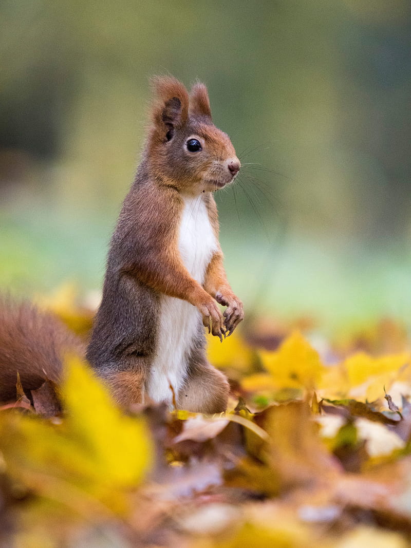squirrel, cute, funny, animal, leaves, HD phone wallpaper