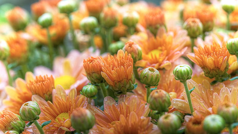 Light Orange Chrysanthemum Flowers Buds Flowers, HD wallpaper
