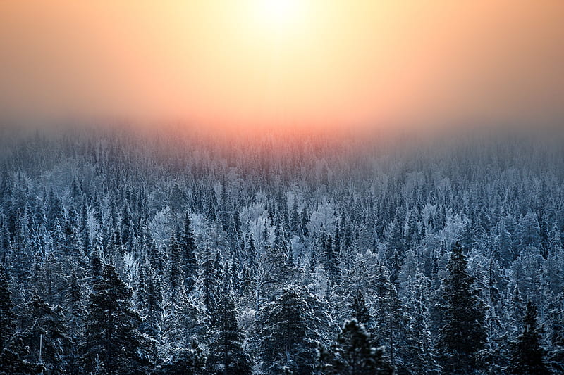 forest, sunset, haze, snow, winter, landscape, HD wallpaper