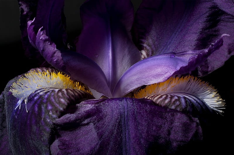 Purple iris, close up, purple, macro, iris, HD wallpaper