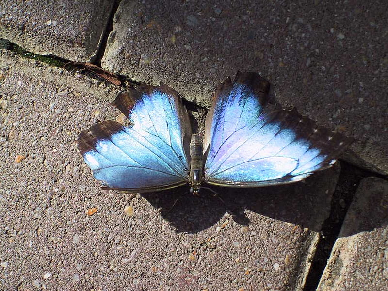 Blue butterfly, wings, butterfly, black, animals, blue, HD wallpaper