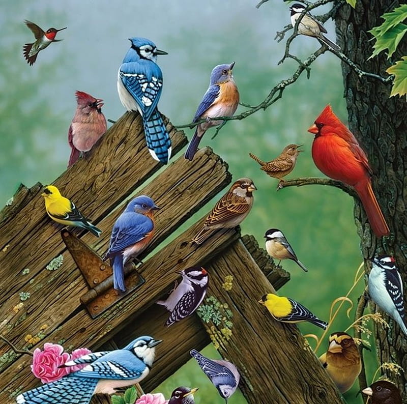 BIRDS OF THE FOREST, CARDINALS, ANIMALS, GOLD FINCH, FOREST, ROBINS, WRENS, BLUE JAYS, BIRDS, COLORFUL, HD wallpaper