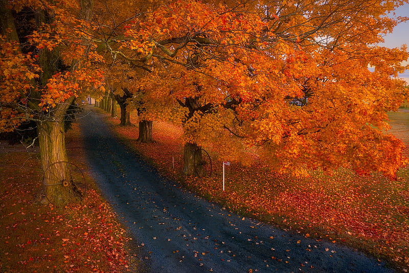 Man Made, Road, Fall, Nature, HD wallpaper